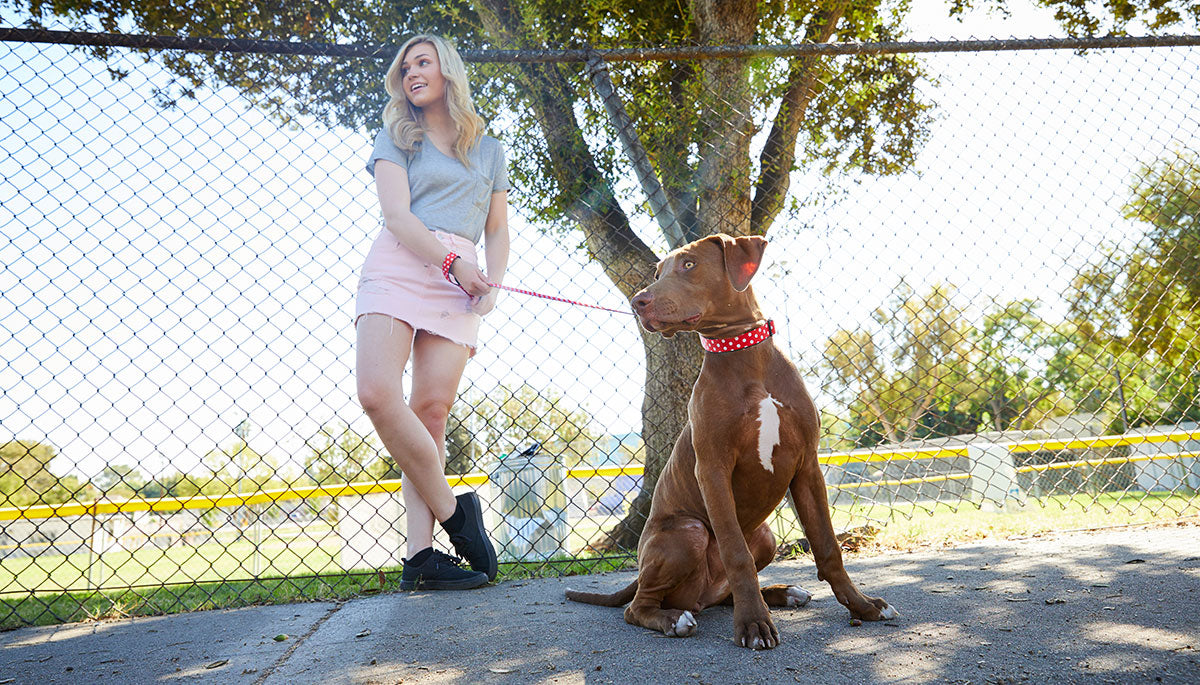 Pet Accessories