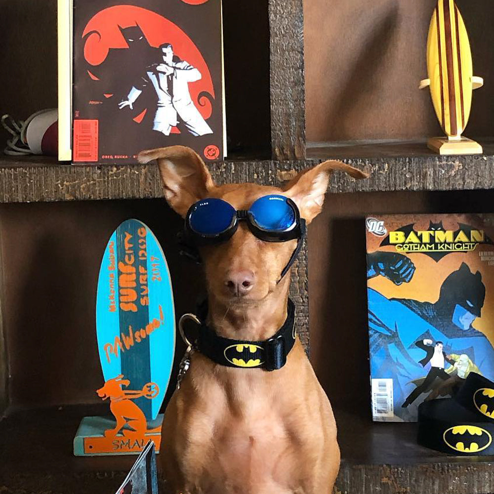 Plastic Clip Collar - Batman Shield Black/Yellow Dog Collars Plastic Clip Side Release DC Comics