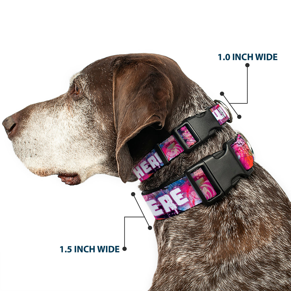 Plastic Clip Collar - Transparent Cheshire Cat Poses WE'RE ALL MAD HERE Dog Collars Plastic Clip Side Release Disney