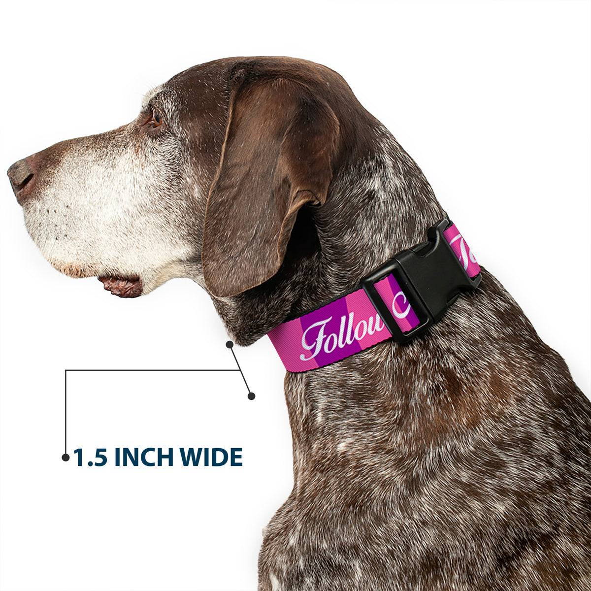 Plastic Clip Collar - Cheshire Cat Stripe/FOLLOW ME TO WONDERLAND Pink/Purple/White Dog Collars Plastic Clip Side Release Disney