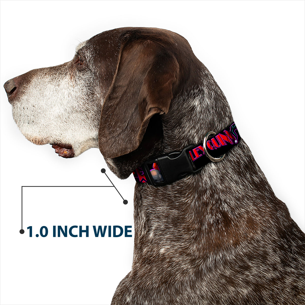 Plastic Clip Collar - HARLEY QUINN Bomb Poses/Suits Black/Purple/Red Dog Collars Plastic Clip Side Release DC Comics