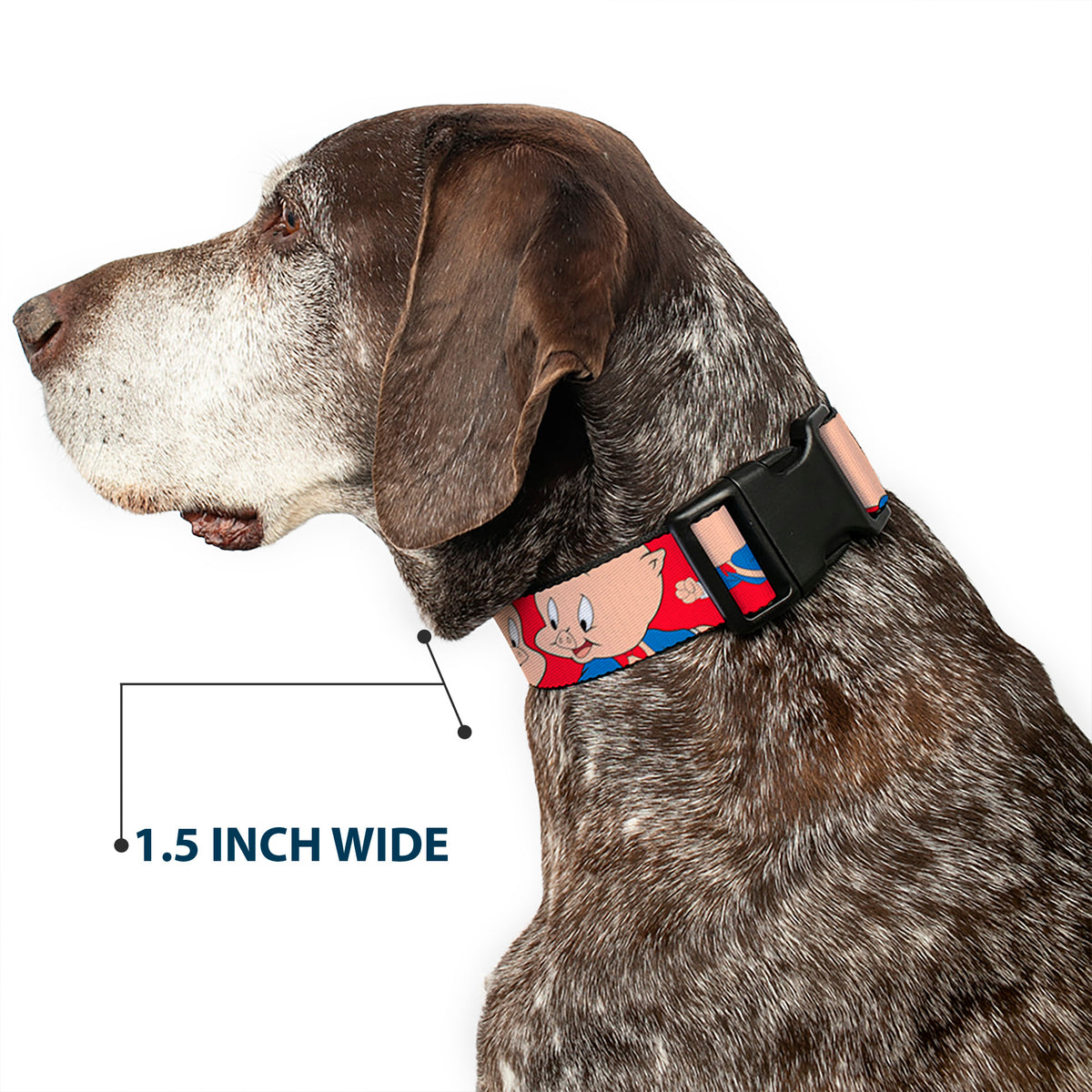 Plastic Clip Collar - Porky Pig Expressions Red Dog Collars Plastic Clip Side Release Looney Tunes