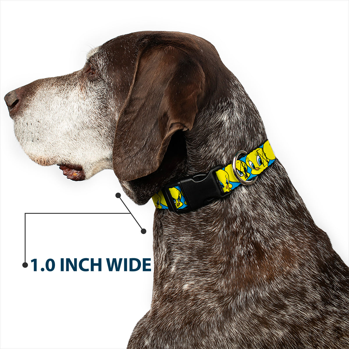 Plastic Clip Collar - Tweety Bird CLOSE-UP Expressions Baby Blue Dog Collars Plastic Clip Side Release Looney Tunes