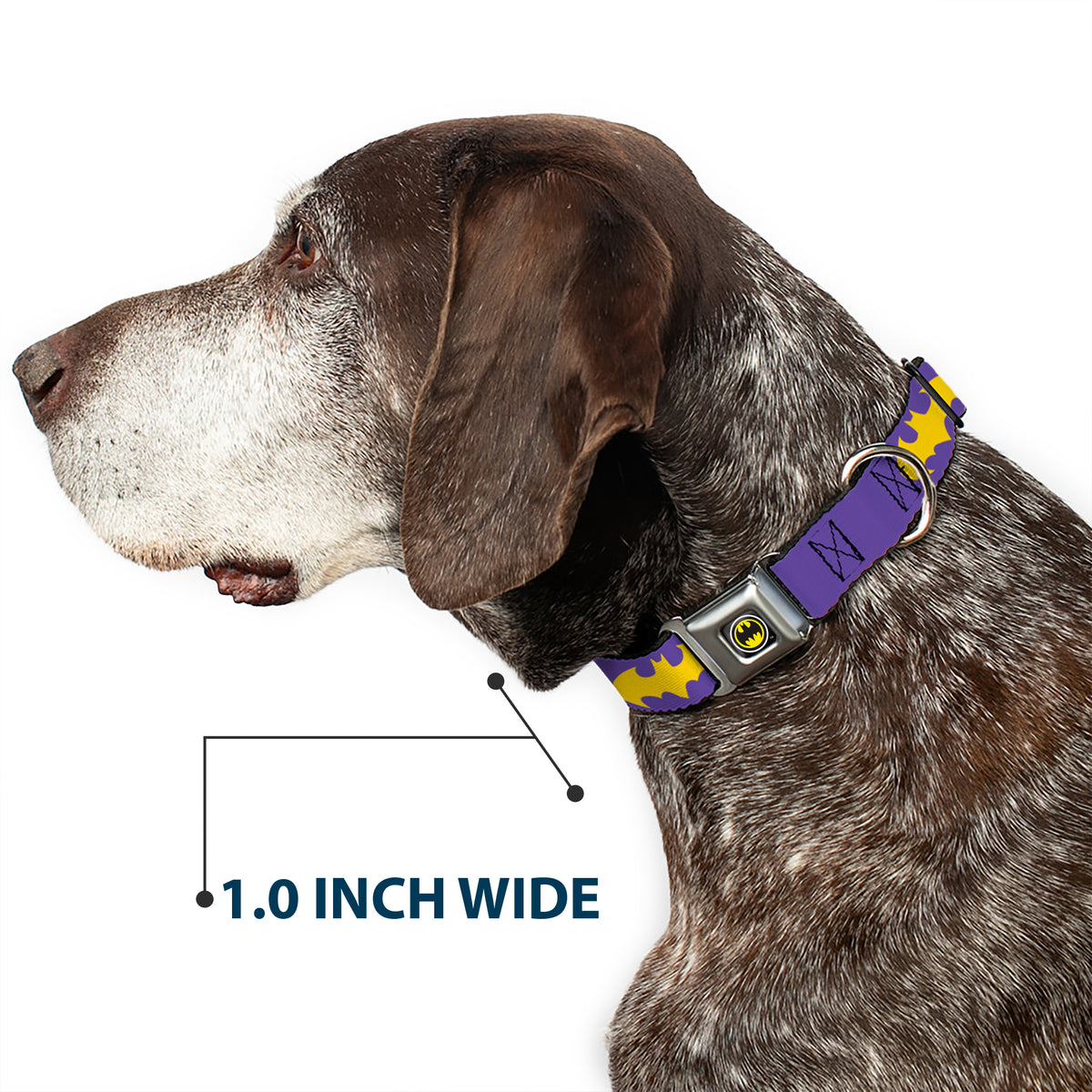 Batman Signal Full Color Purple Yellow Seatbelt Buckle Collar - Batman Signal Purple/Yellow Dog Collars Seatbelt Buckle DC Comics