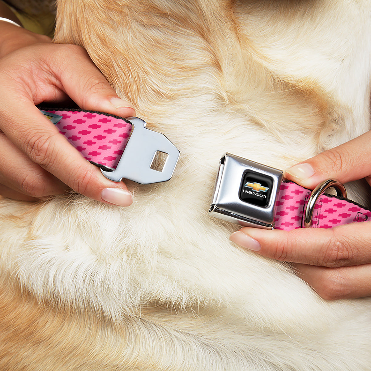 Chevy Bowtie Full Color Black Gold Seatbelt Buckle Collar - Chevy Gold Bowtie w/Logo PINK Dog Collars Seatbelt Buckle GM General Motors