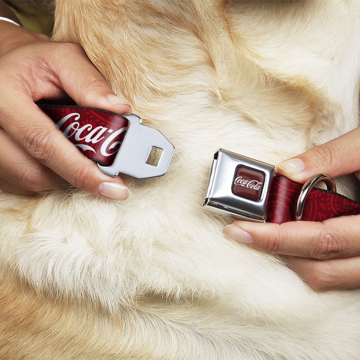 COCA-COLA Script Logo Full Color Burgundy/White Seatbelt Buckle Collar - COCA-COLA 1886 Script Logo Blues/White/Red Dog Collars Seatbelt Buckle Coca-Cola