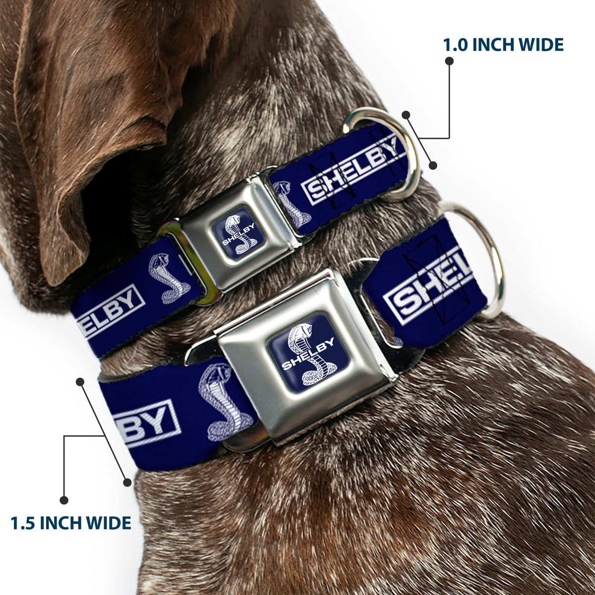 SHELBY Super Snake Cobra Split Full Color Blue/White Seatbelt Buckle Collar - SHELBY Box Logo and Super Snake Cobra Blue/White Dog Collars Seatbelt Buckle Shelby
