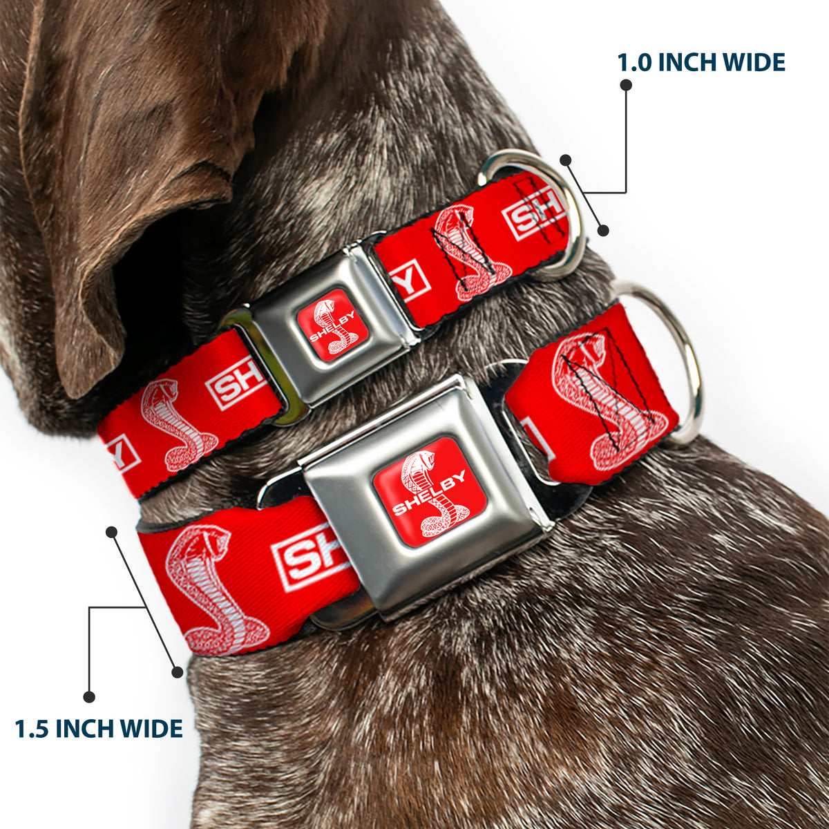 SHELBY Super Snake Cobra Split Full Color Red/White Seatbelt Buckle Collar - SHELBY Box Logo and Super Snake Cobra Red/White Dog Collars Seatbelt Buckle Shelby