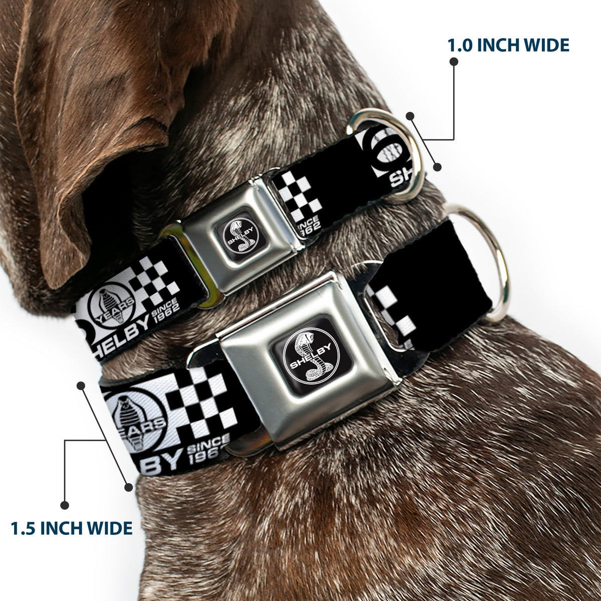SHELBY Tiffany Split Full Color Black/White Seatbelt Buckle Collar - SHELBY 60 YEARS SINCE 1962 Checker Black/White Dog Collars Seatbelt Buckle Shelby