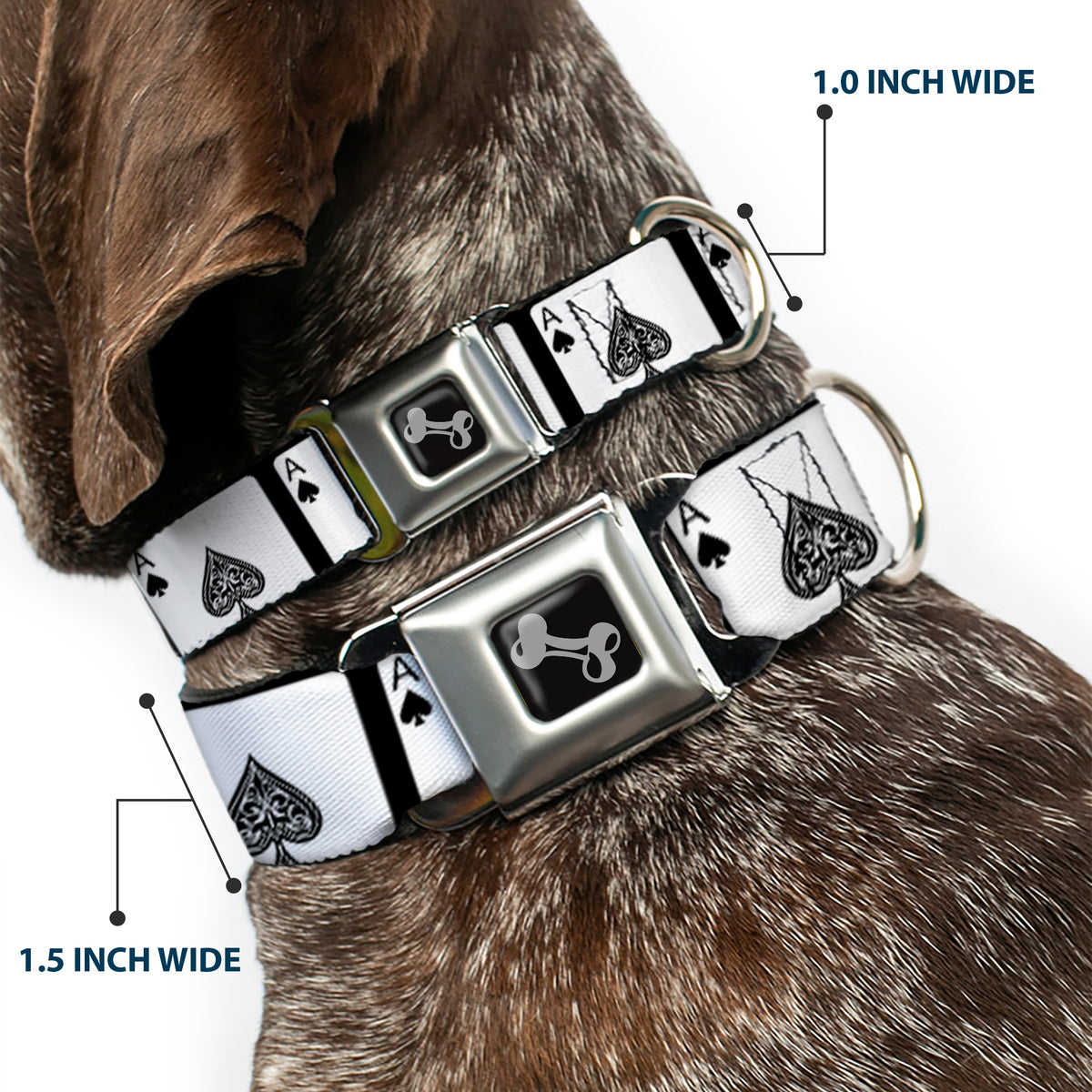 Dog Bone Seatbelt Buckle Collar - Ace of Spades Dog Collars Seatbelt Buckle Buckle-Down