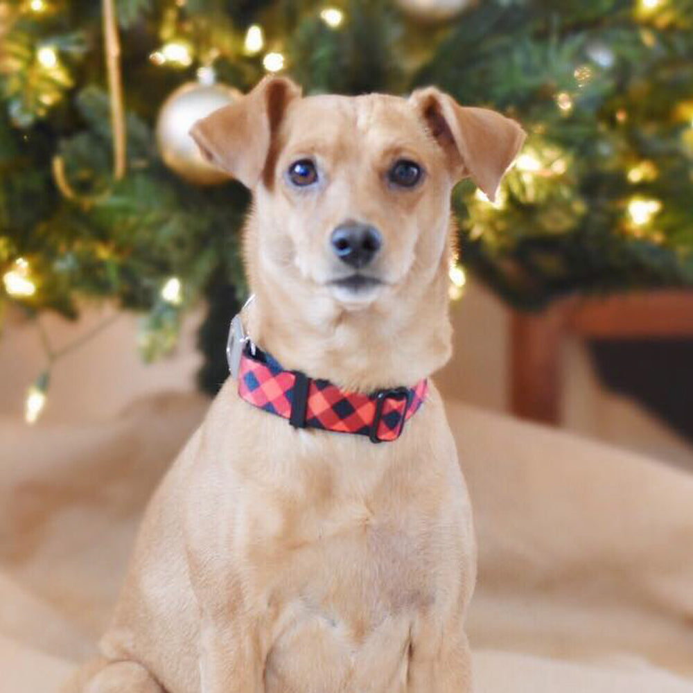 Dog Bone Seatbelt Buckle Collar - Diagonal Buffalo Plaid Black/Red Dog Collars Seatbelt Buckle Buckle-Down