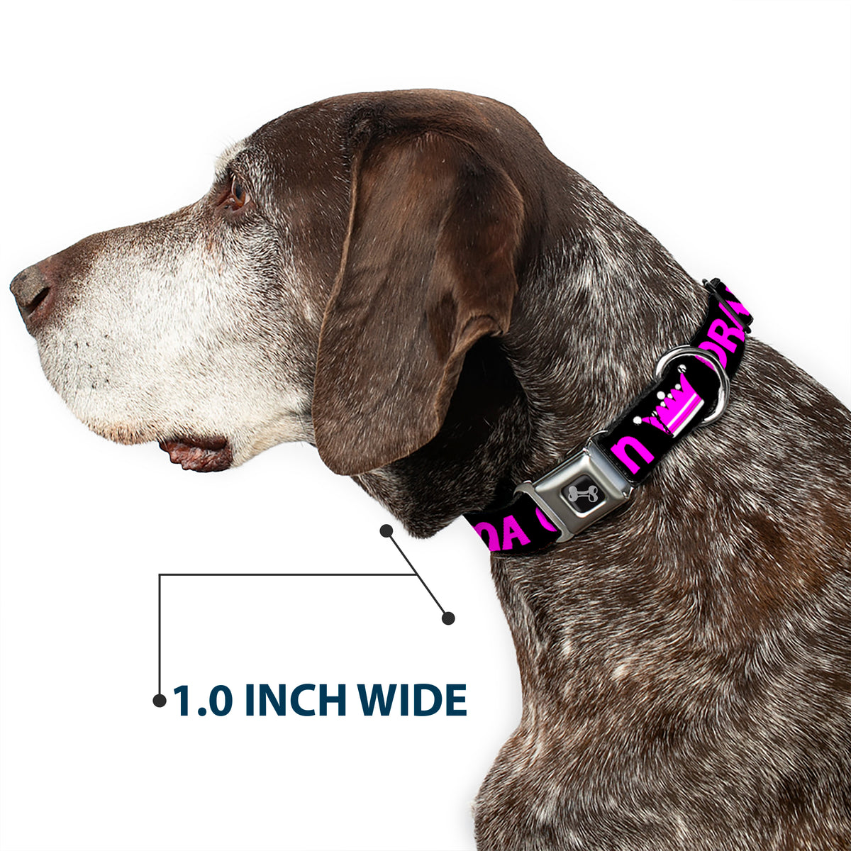 Dog Bone Seatbelt Buckle Collar - DRAMA QUEEN Black/Fuchsia Dog Collars Seatbelt Buckle Buckle-Down