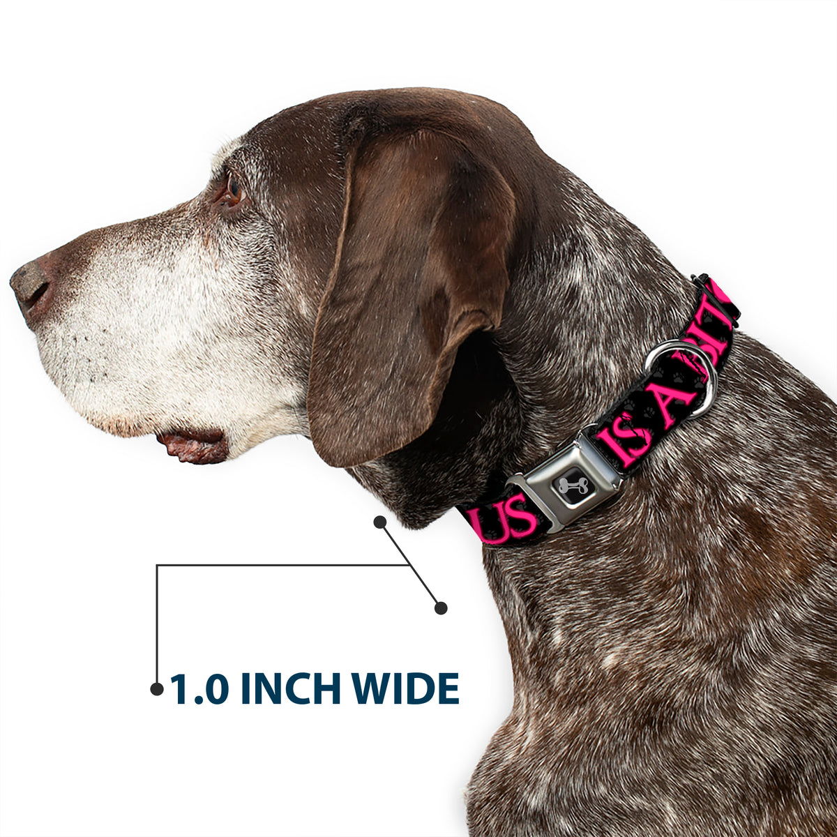Buckle-Down Seatbelt Buckle Dog Collar - ONE OF US IS A BITCH Crown/Paws Black/Gray/Pink Dog Collars Seatbelt Buckle Buckle-Down