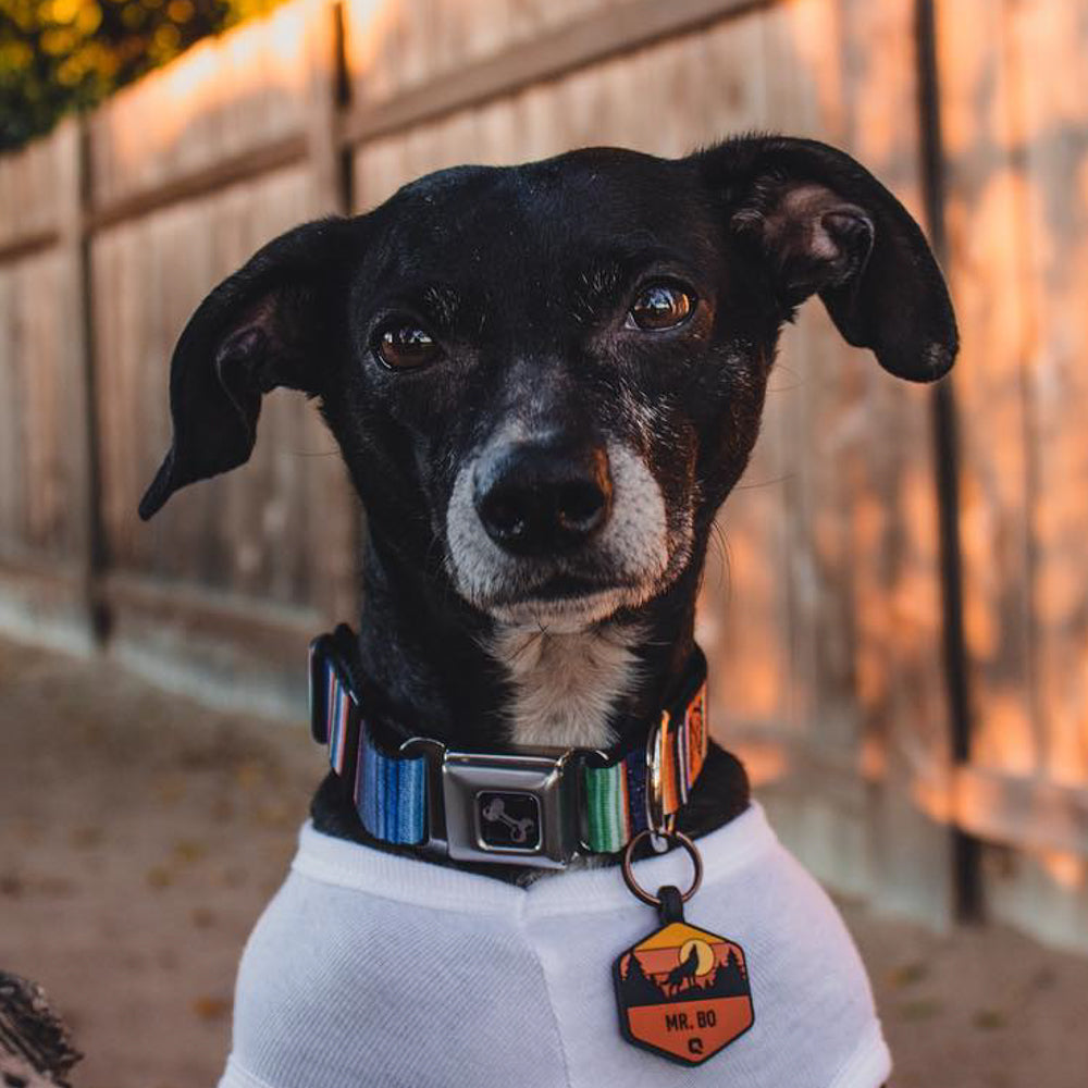 Dog Bone Seatbelt Buckle Collar - Zarape2 Vertical Multi Color Stripe Dog Collars Seatbelt Buckle Buckle-Down