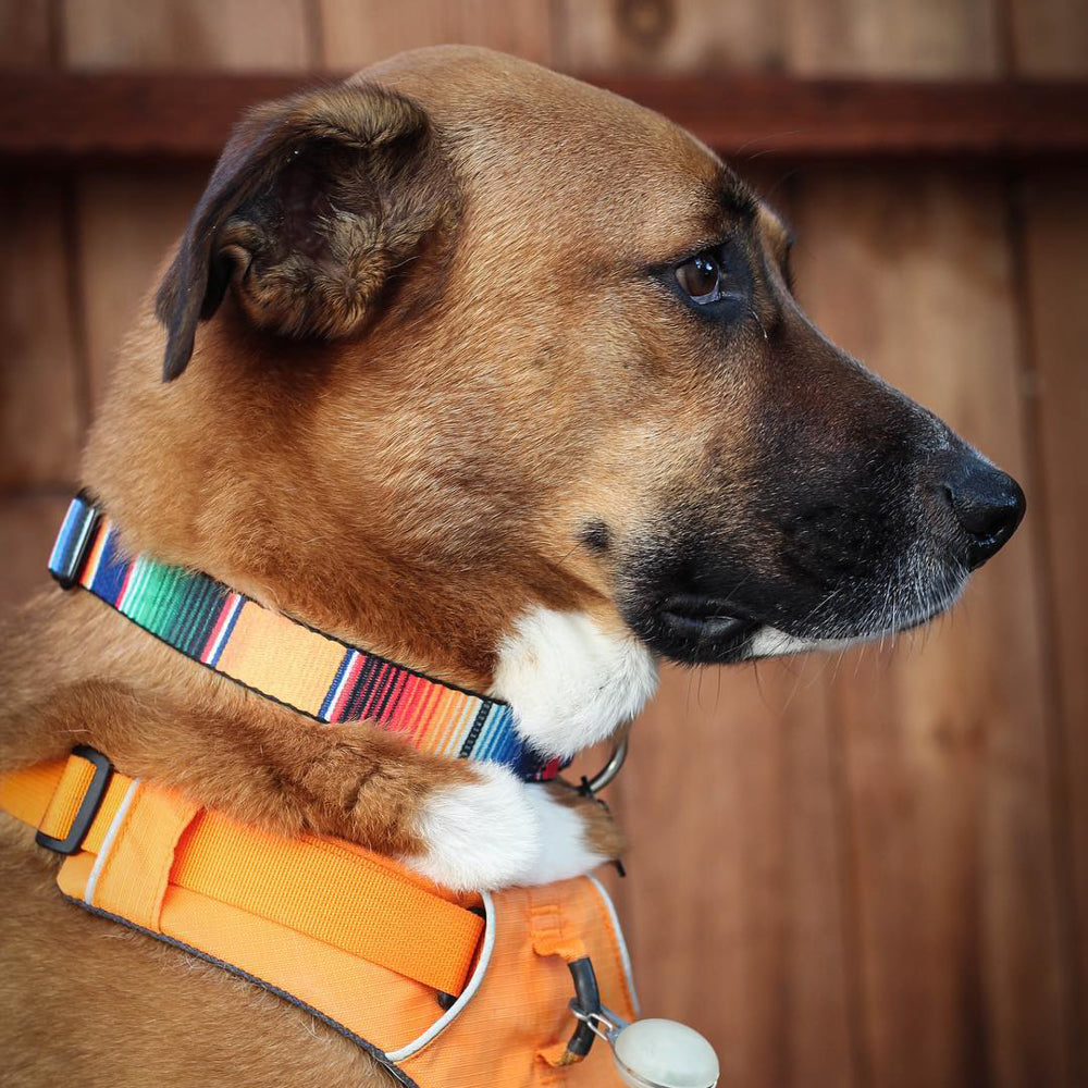 Dog Bone Seatbelt Buckle Collar - Zarape2 Vertical Multi Color Stripe Dog Collars Seatbelt Buckle Buckle-Down