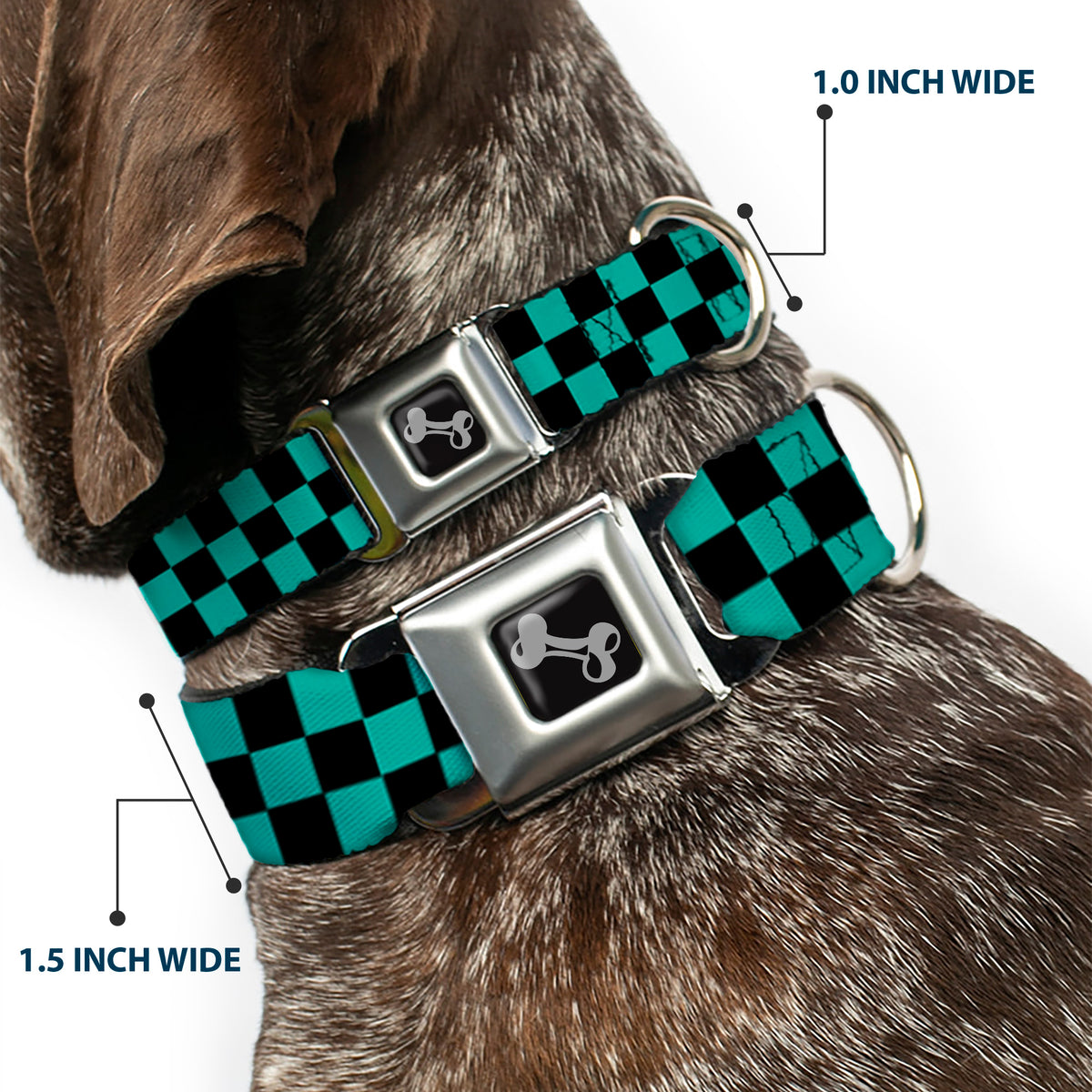Dog Bone Seatbelt Buckle Collar - Checker Black/Teal Dog Collars Seatbelt Buckle Buckle-Down
