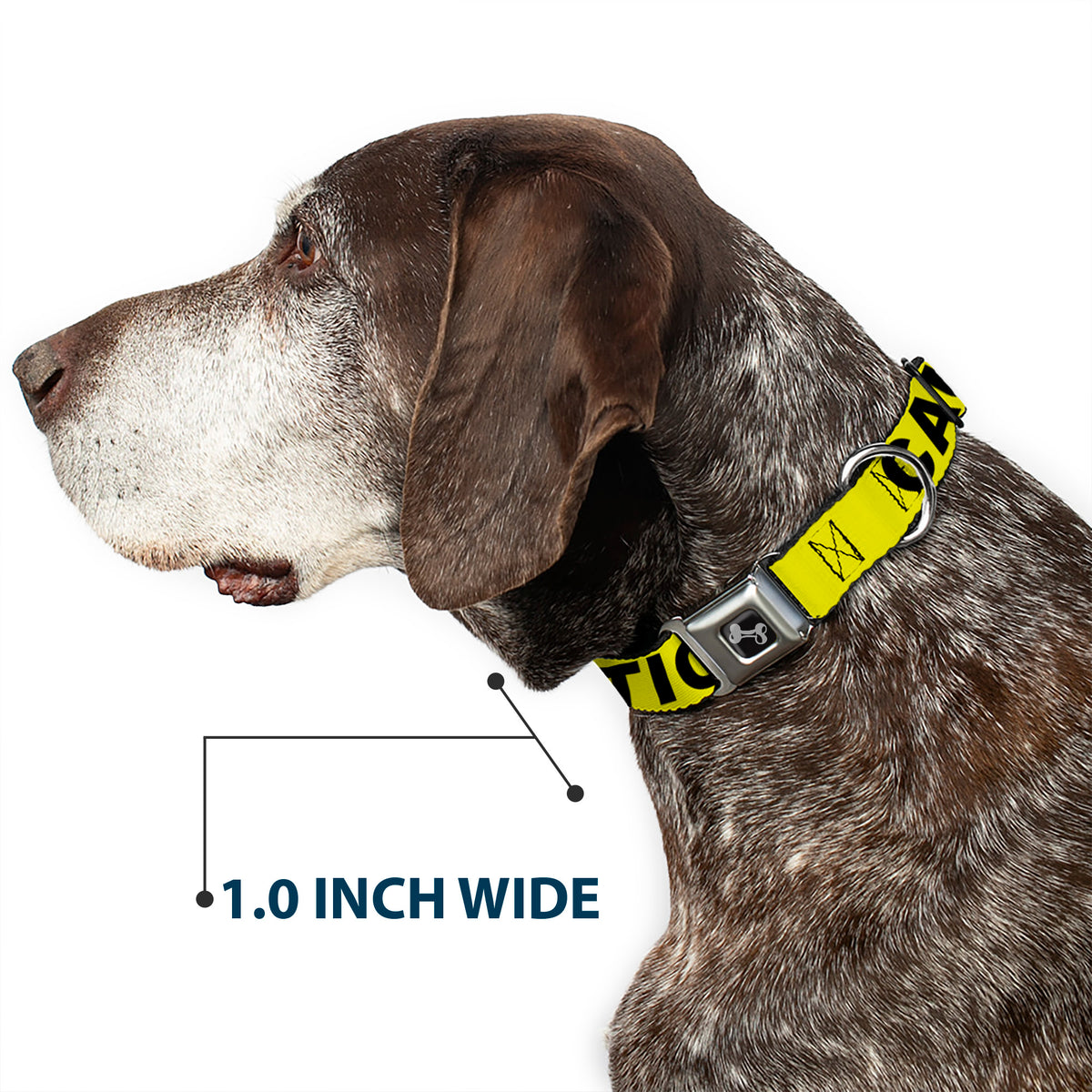 Dog Bone Seatbelt Buckle Collar - CAUTION Yellow/Black Dog Collars Seatbelt Buckle Buckle-Down