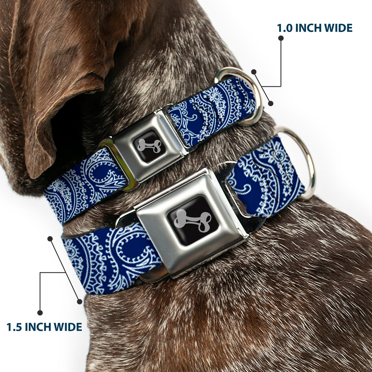 Dog Bone Seatbelt Buckle Collar - Paisley Blue/White Dog Collars Seatbelt Buckle Buckle-Down