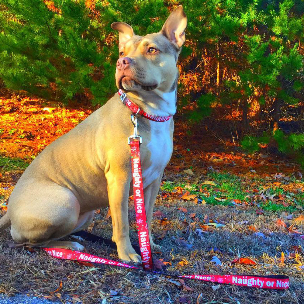 Dog Bone Seatbelt Buckle Collar - Christmas NAUGHTY OR NICE/Snowflakes Reds/White/Green Dog Collars Seatbelt Buckle Buckle-Down