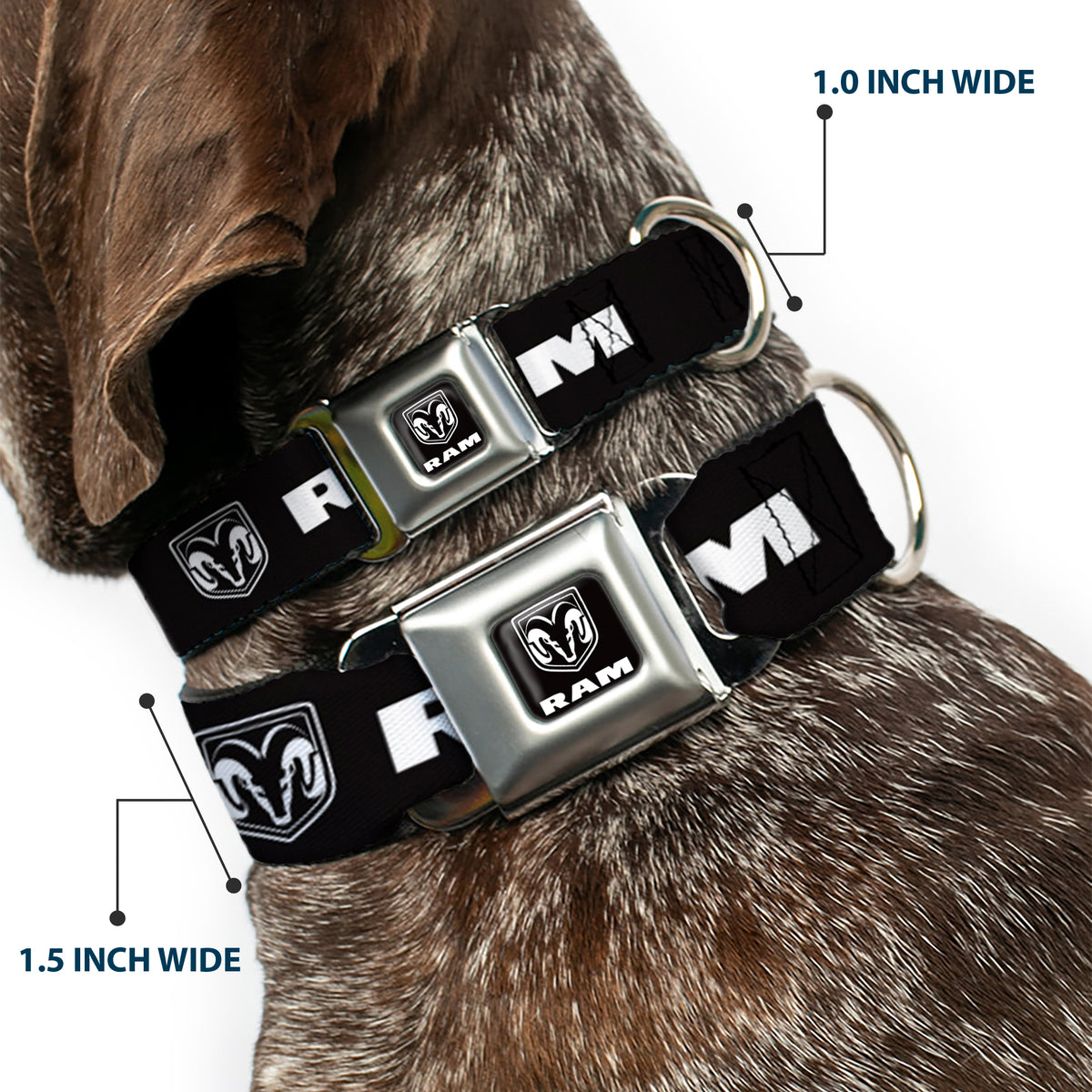 Ram Shield Logo Full Color Black/White Seatbelt Buckle Collar - RAM Shield Logo/Bold Text Black/White Dog Collars Seatbelt Buckle Dodge