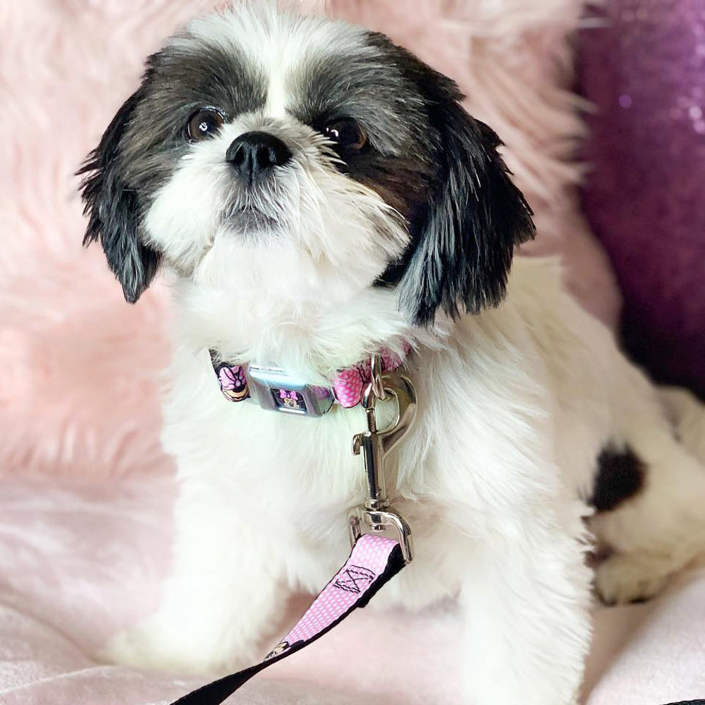 Minnie Mouse Full Color Face Pink Polka Dot Black Seatbelt Buckle Collar - Minnie Mouse Expressions Polka Dot Pink/White Dog Collars Seatbelt Buckle Disney