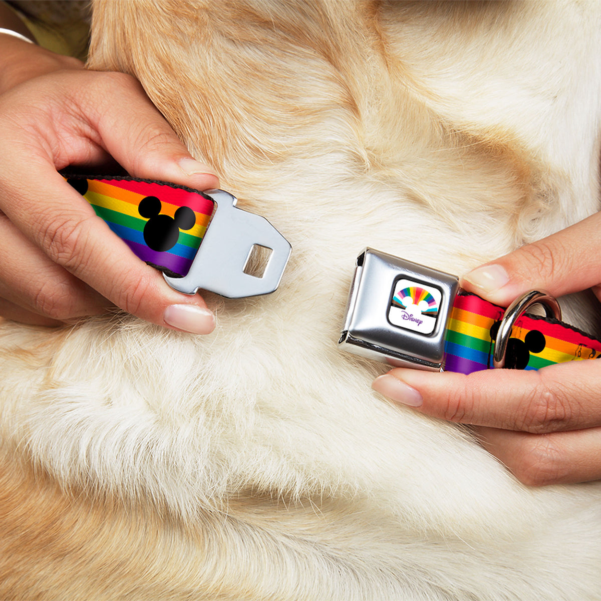 DISNEY Mickey Mouse Pride Ears Icon Full Color White/Multi Color Seatbelt Buckle Collar - Mickey Mouse Ears Icon Rainbow Pride Flag Dog Collars Seatbelt Buckle Disney