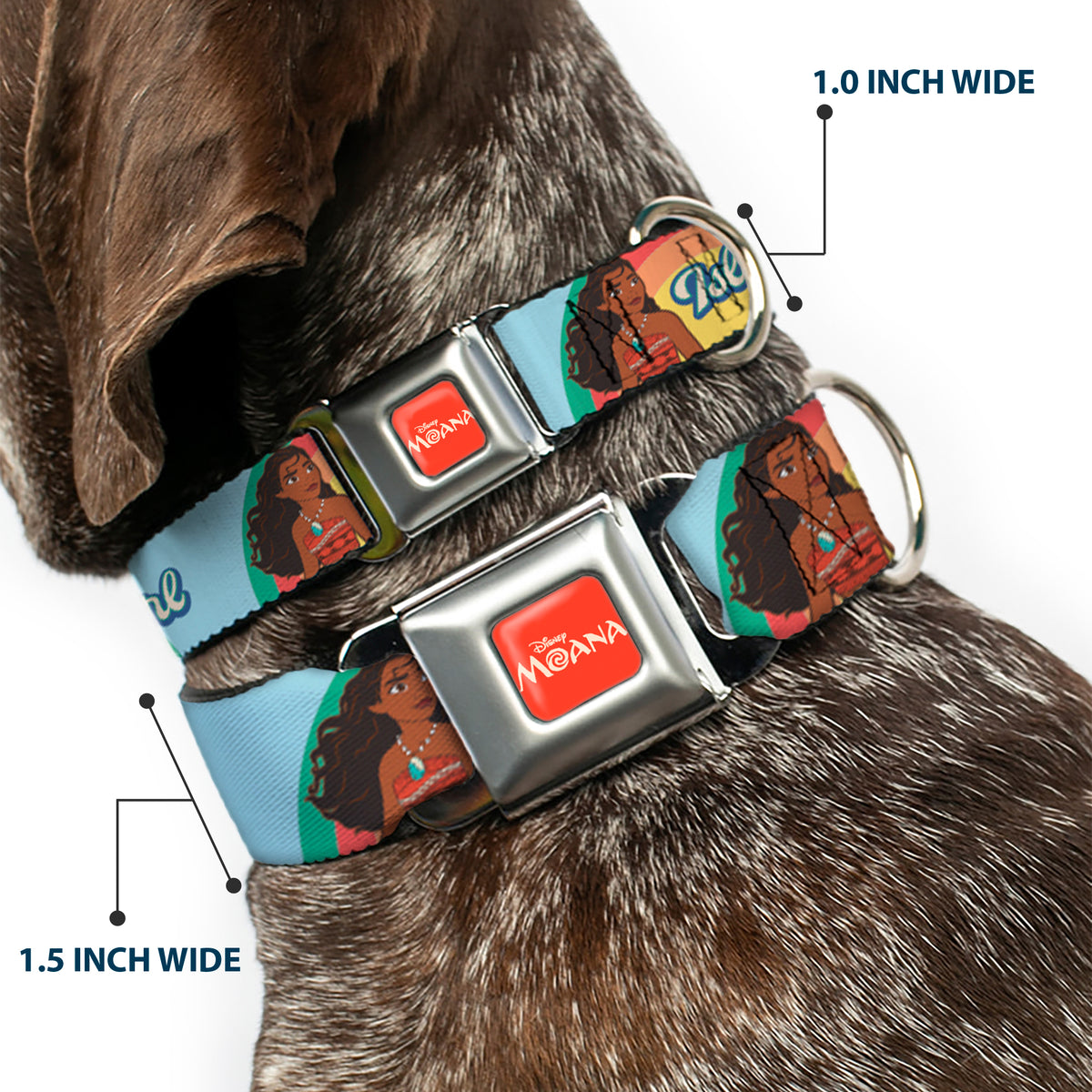 MOANA Title Logo Full Color Orange/White Seatbelt Buckle Collar - Moana ISLAND GIRL Rainbow Pose Blue/Multi Color Dog Collars Seatbelt Buckle Disney