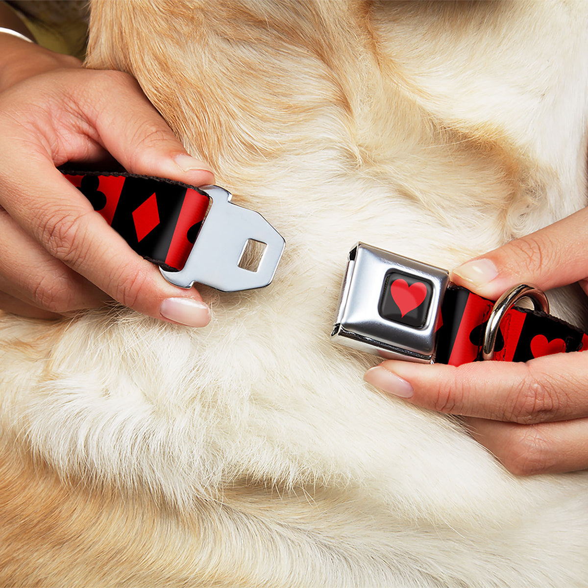 Alice in Wonderland Heart Full Color Black/Red Seatbelt Buckle Collar - Alice in Wonderland Card Suits Red/Black Dog Collars Seatbelt Buckle Disney