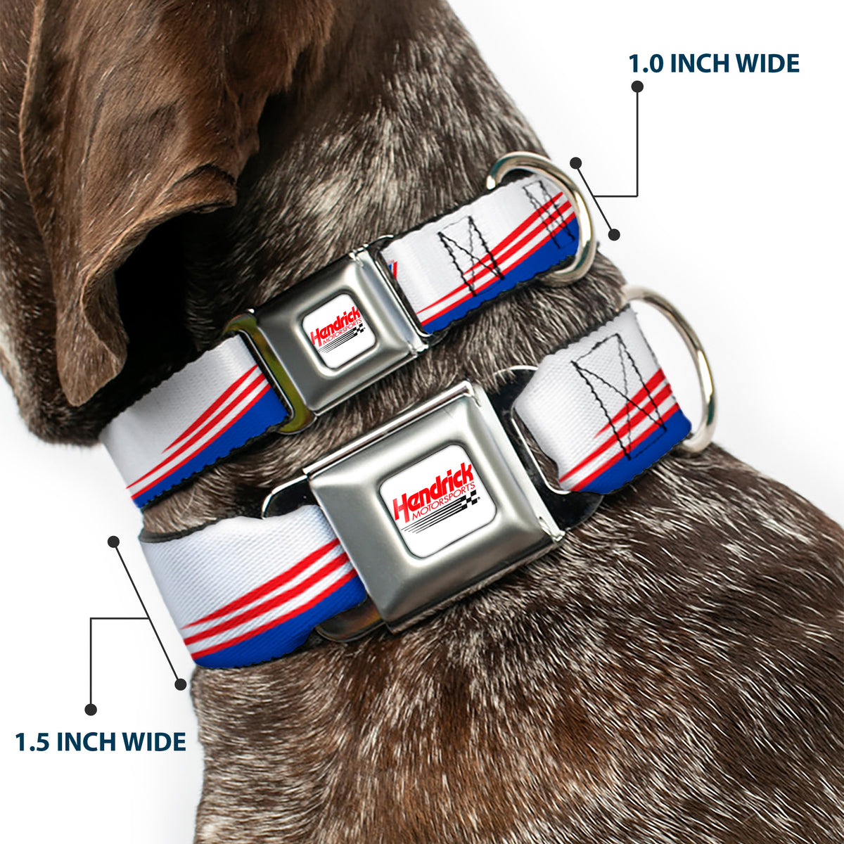 HENDRICK MOTORSPORTS Checker Logo Full Color Red/White Seatbelt Buckle Collar - Kyle Larson #5 Car Scheme White/Blue/Red Dog Collars Seatbelt Buckle Hendrick Motorsports