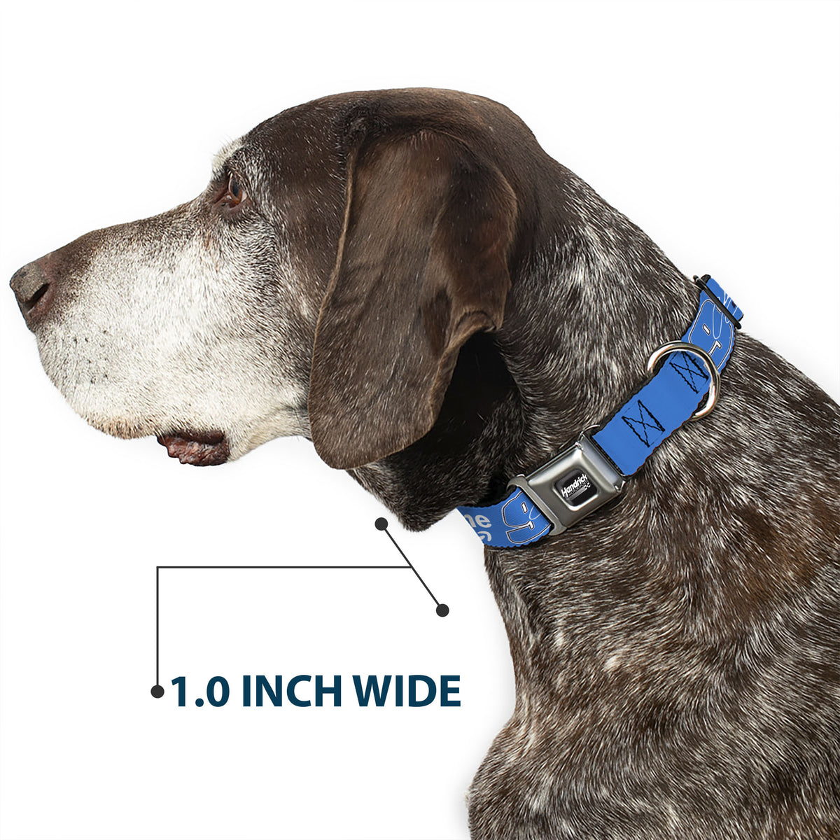HENDRICK MOTORSPORTS Checker Logo Full Color Black/White Seatbelt Buckle Collar - Chase Elliott #9 Autograph PRIME Logo Blue/Black/White Dog Collars Seatbelt Buckle Hendrick Motorsports