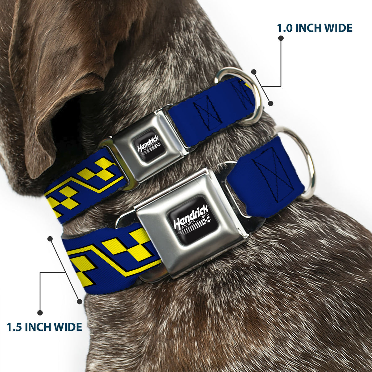 HENDRICK MOTORSPORTS Checker Logo Full Color Black/White Seatbelt Buckle Collar - Jimmie Johnson #48 Autograph Checker Blue/Yellow Dog Collars Seatbelt Buckle Hendrick Motorsports