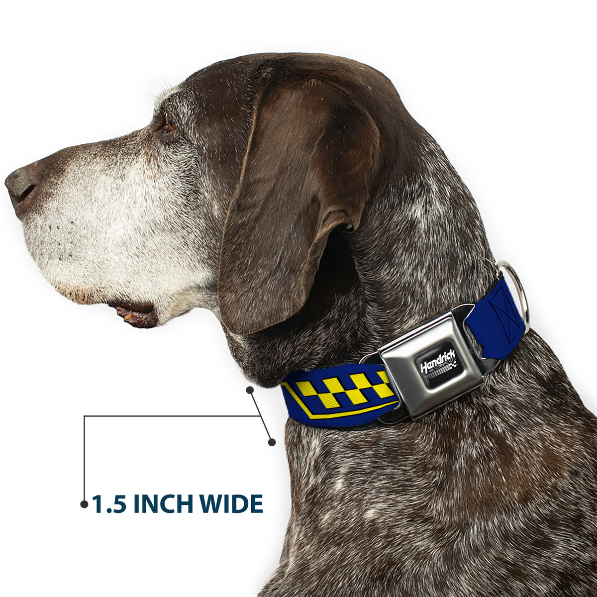 HENDRICK MOTORSPORTS Checker Logo Full Color Black/White Seatbelt Buckle Collar - Jimmie Johnson #48 Autograph Checker Blue/Yellow Dog Collars Seatbelt Buckle Hendrick Motorsports