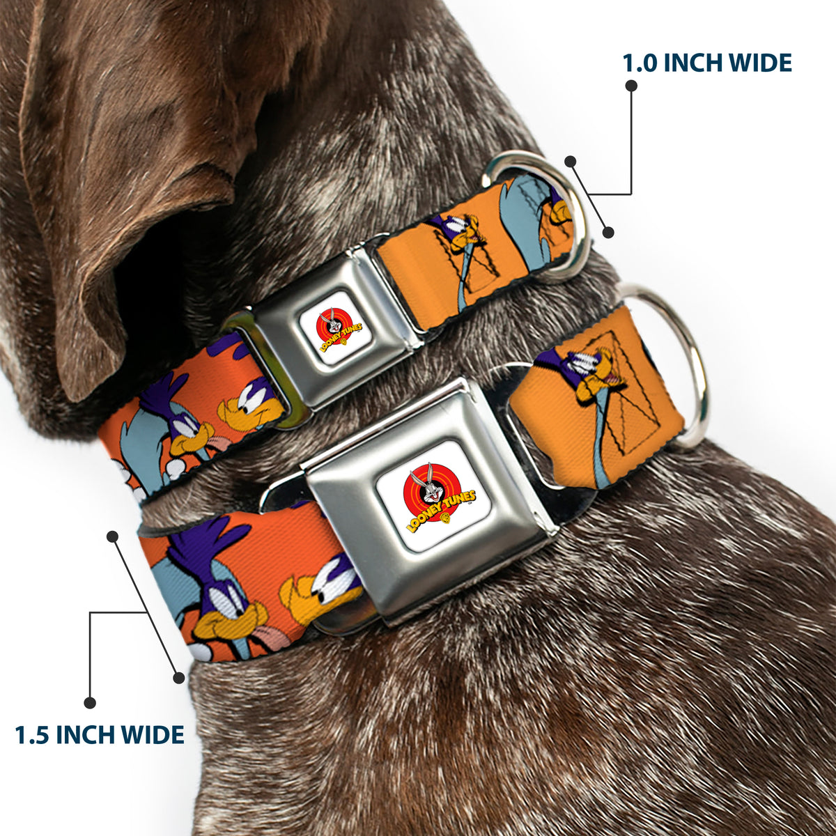Looney Tunes Logo White Seatbelt Buckle Collar - ROAD RUNNER w/Road Runner Poses Orange Dog Collars Seatbelt Buckle Looney Tunes