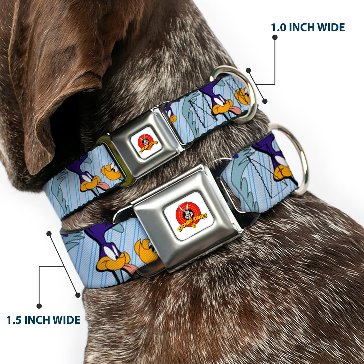 Looney Tunes Logo White Seatbelt Buckle Collar - MEEP MEEP!! w/Road Runner Poses Baby Blue Dog Collars Seatbelt Buckle Looney Tunes