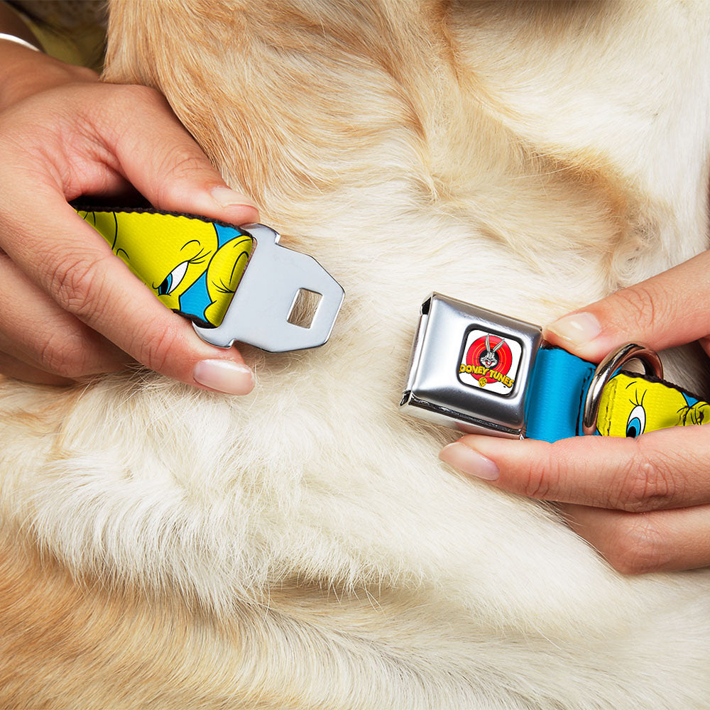 Looney Tunes Logo Full Color White Seatbelt Buckle Collar - Tweety Bird CLOSE-UP Expressions Baby Blue Dog Collars Seatbelt Buckle Looney Tunes