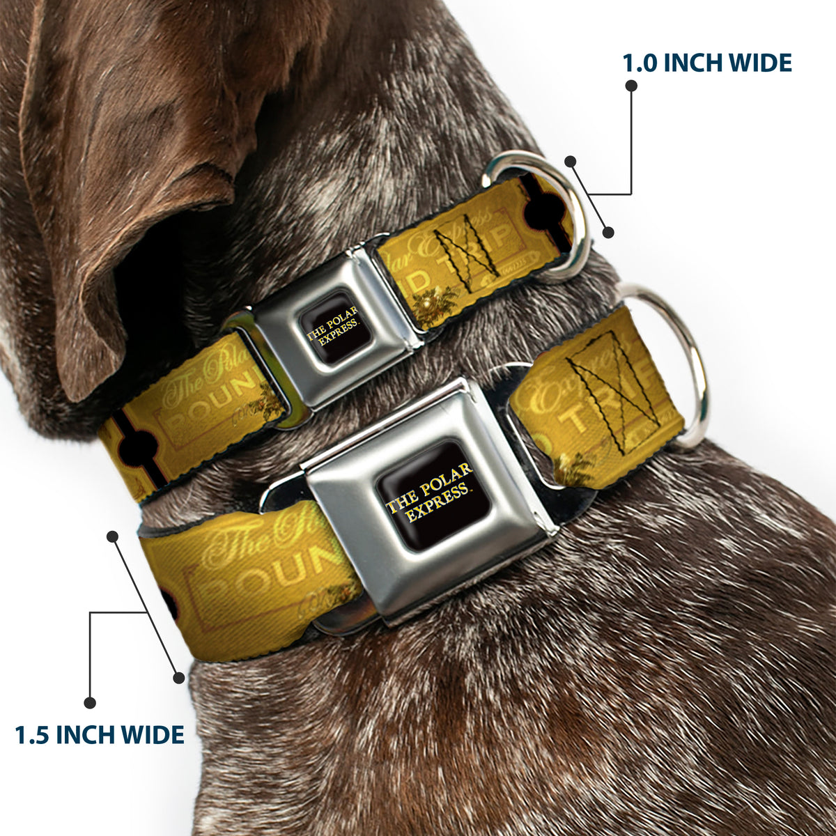 THE POLAR EXPRESS Text Logo Full Color Black/Golds Seatbelt Buckle Collar - THE POLAR EXPRESS ROUND TRIP Ticket Black/Golds Dog Collars Seatbelt Buckle The Polar Express