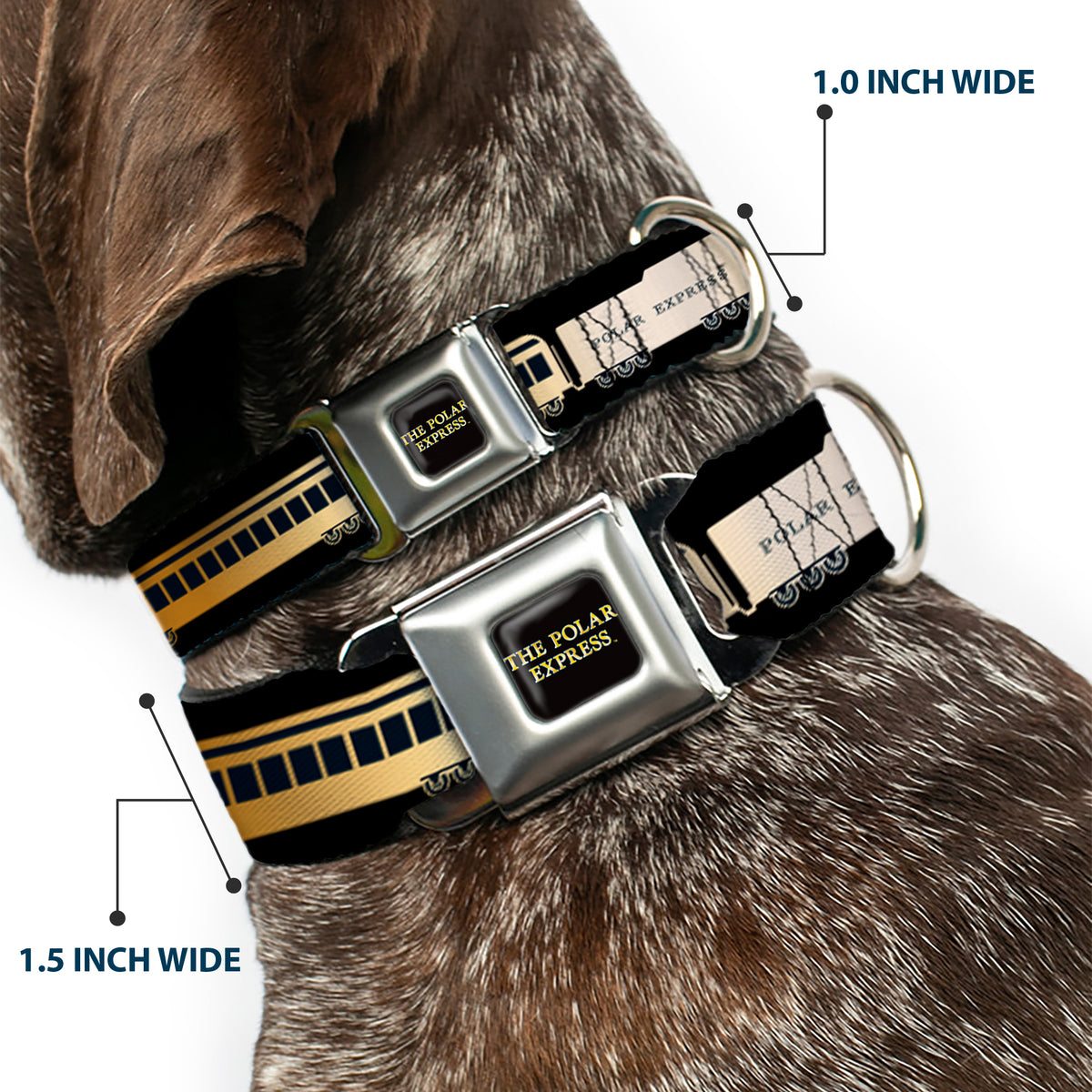 THE POLAR EXPRESS Text Logo Full Color Black/Golds Seatbelt Buckle Collar - POLAR EXPRESS Train Cars Black/Golds Dog Collars Seatbelt Buckle The Polar Express