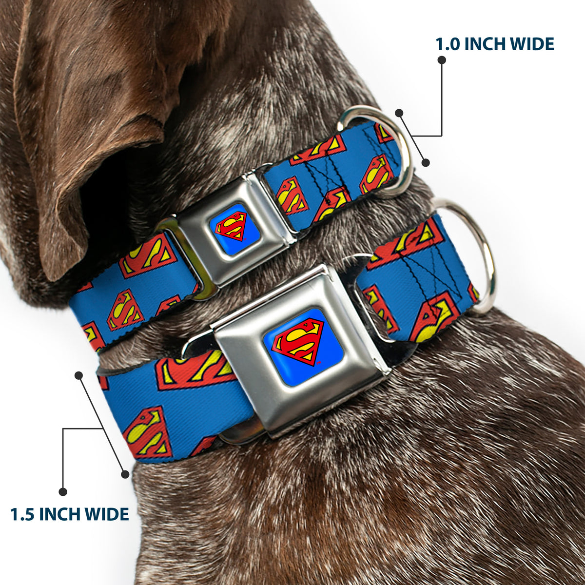 Superman Full Color Blue Seatbelt Buckle Collar - Super Shield Diagonal Royal Blue/Red Dog Collars Seatbelt Buckle DC Comics