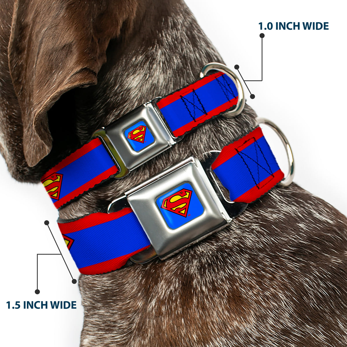 Superman Full Color Blue Seatbelt Buckle Collar - Superman Shield/Stripe Red/Blue Dog Collars Seatbelt Buckle DC Comics