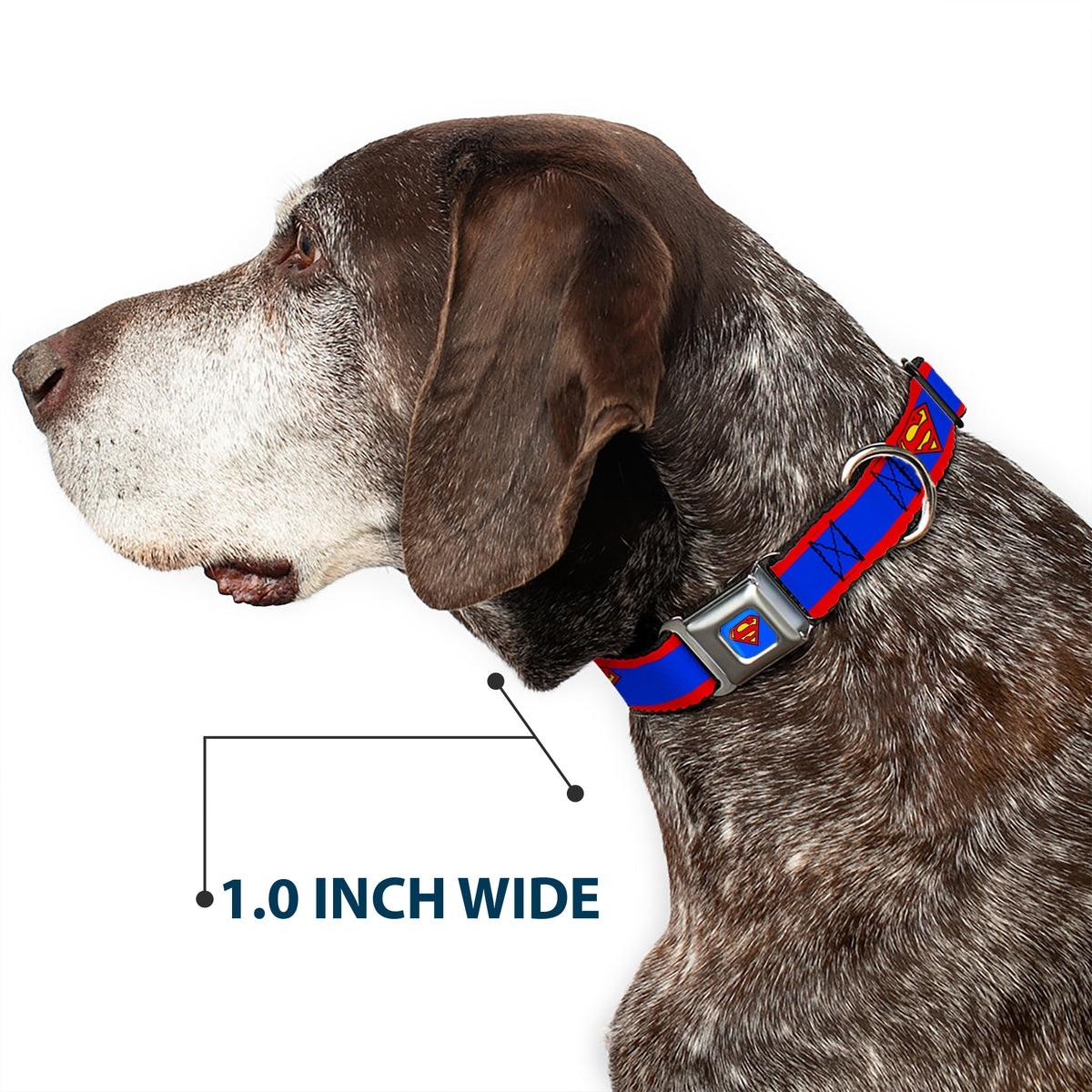Superman Full Color Blue Seatbelt Buckle Collar - Superman Shield/Stripe Red/Blue Dog Collars Seatbelt Buckle DC Comics