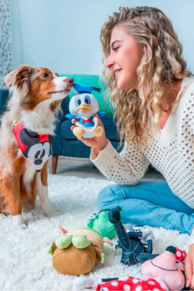 Woman playing with a dog and various toys on a carpeted floor.