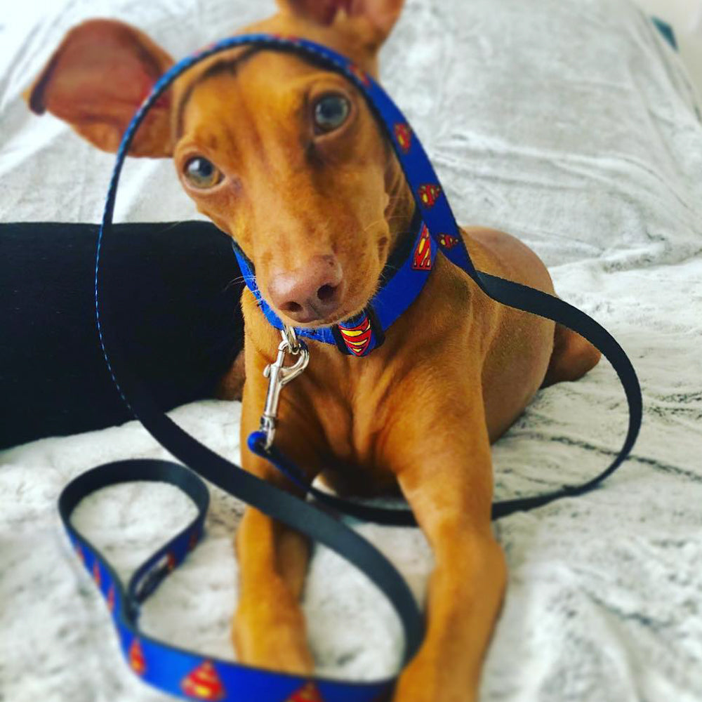 Dog Leash - Superman Shield Blue Dog Leashes DC Comics