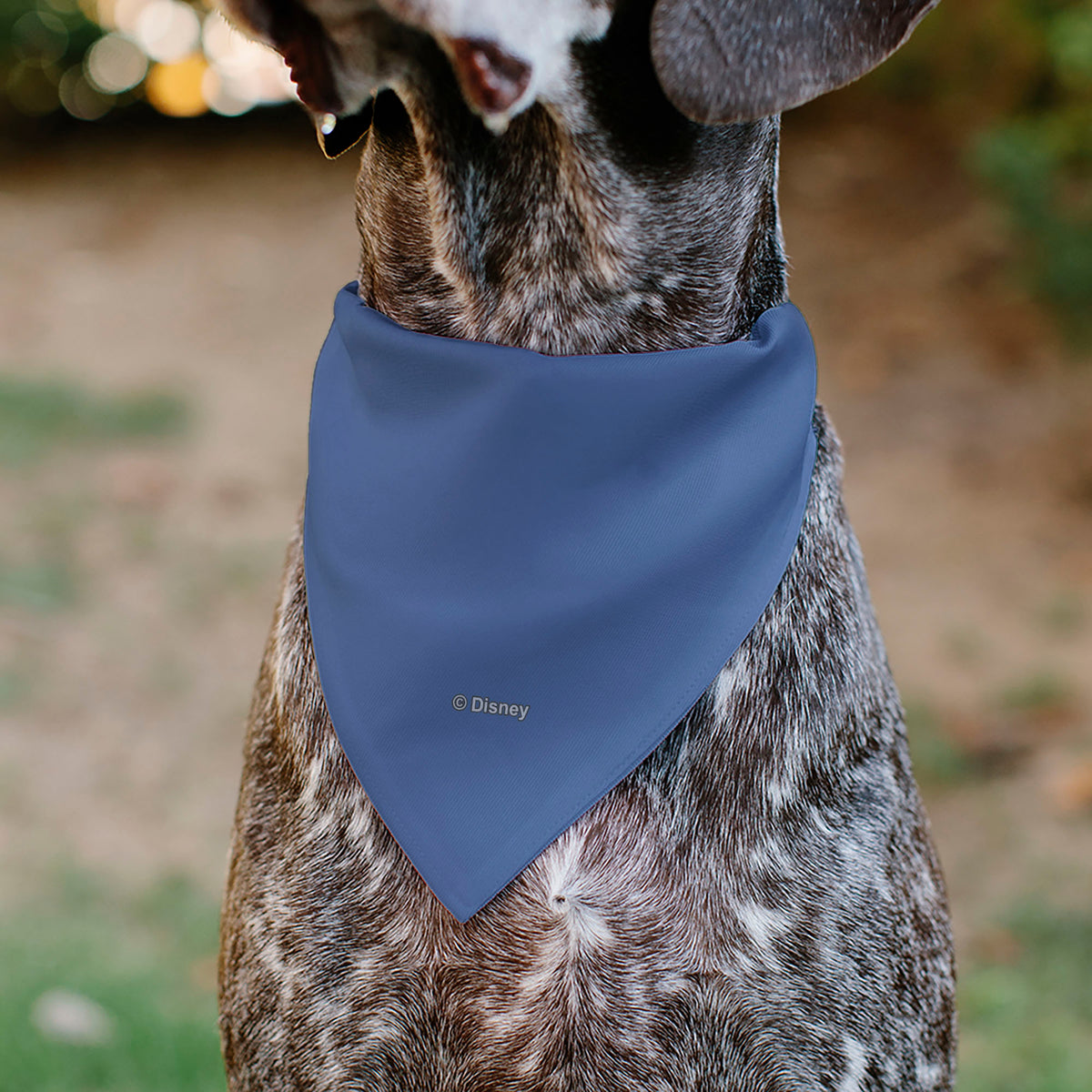 Pet Bandana - Disney Five Princesses Group Pose and Flowers Blues Pet Bandanas Disney