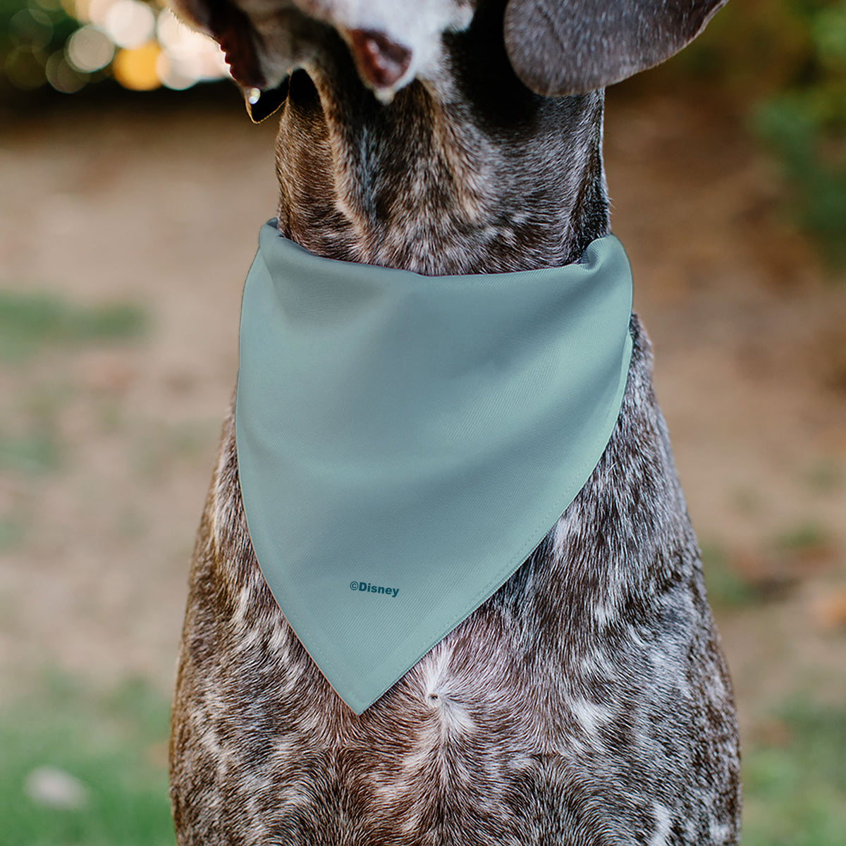 Pet Bandana - Moana Standing Pose and Plants Greens Pet Bandanas Disney