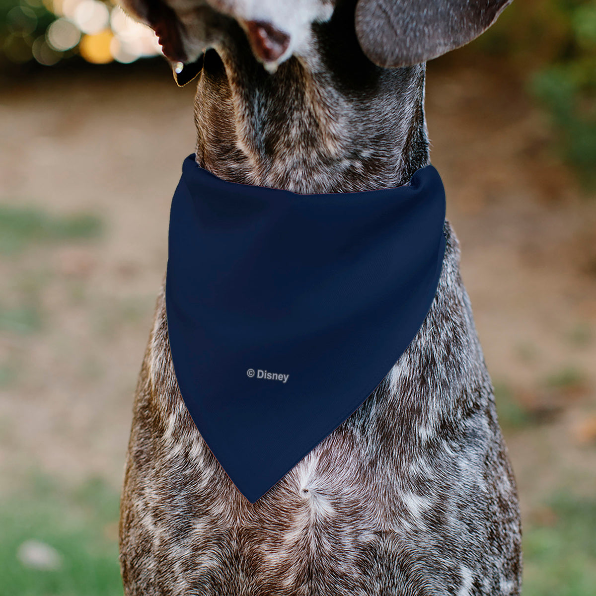 Pet Bandana - BEAUTY & THE BEAST Belle and Beast Dancing Pose Blue/Multi Color Pet Bandanas Disney