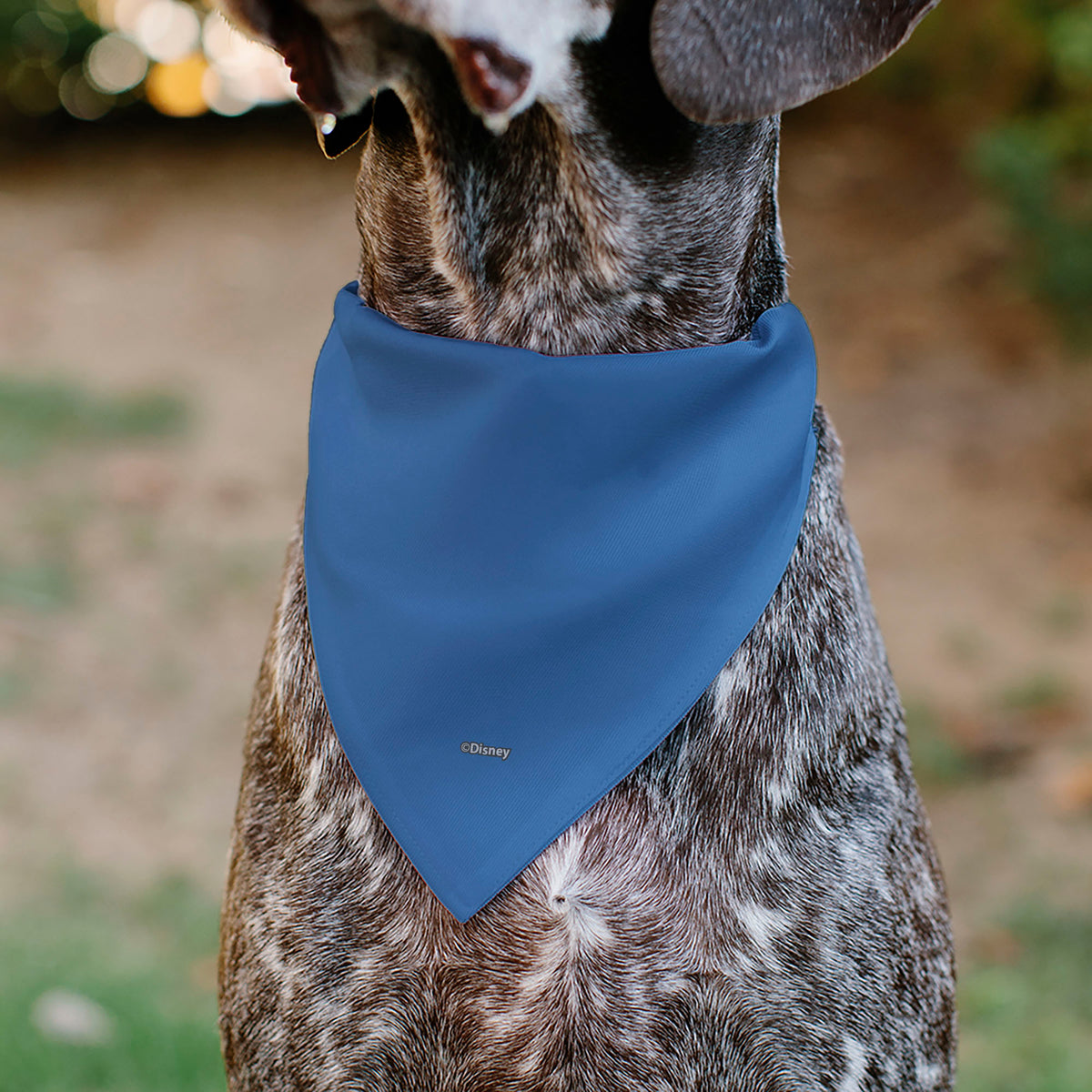 Pet Bandana - Donald Duck Sailor Suit Chest Pet Bandanas Disney
