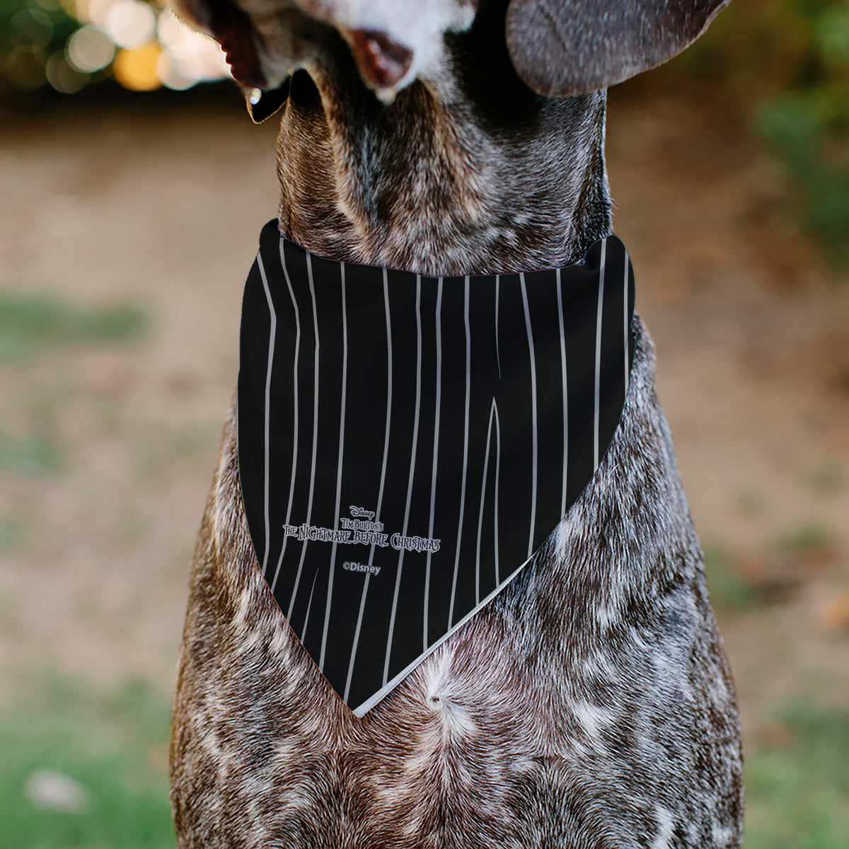 Pet Bandana - The Nightmare Before Christmas Jack Bat Tie and Suit Stripe Black/White Pet Bandanas Disney