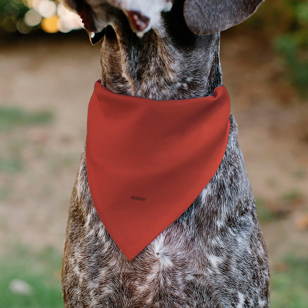Pet Bandana - Moana Top Print Pattern Orange/Brown Pet Bandanas Disney