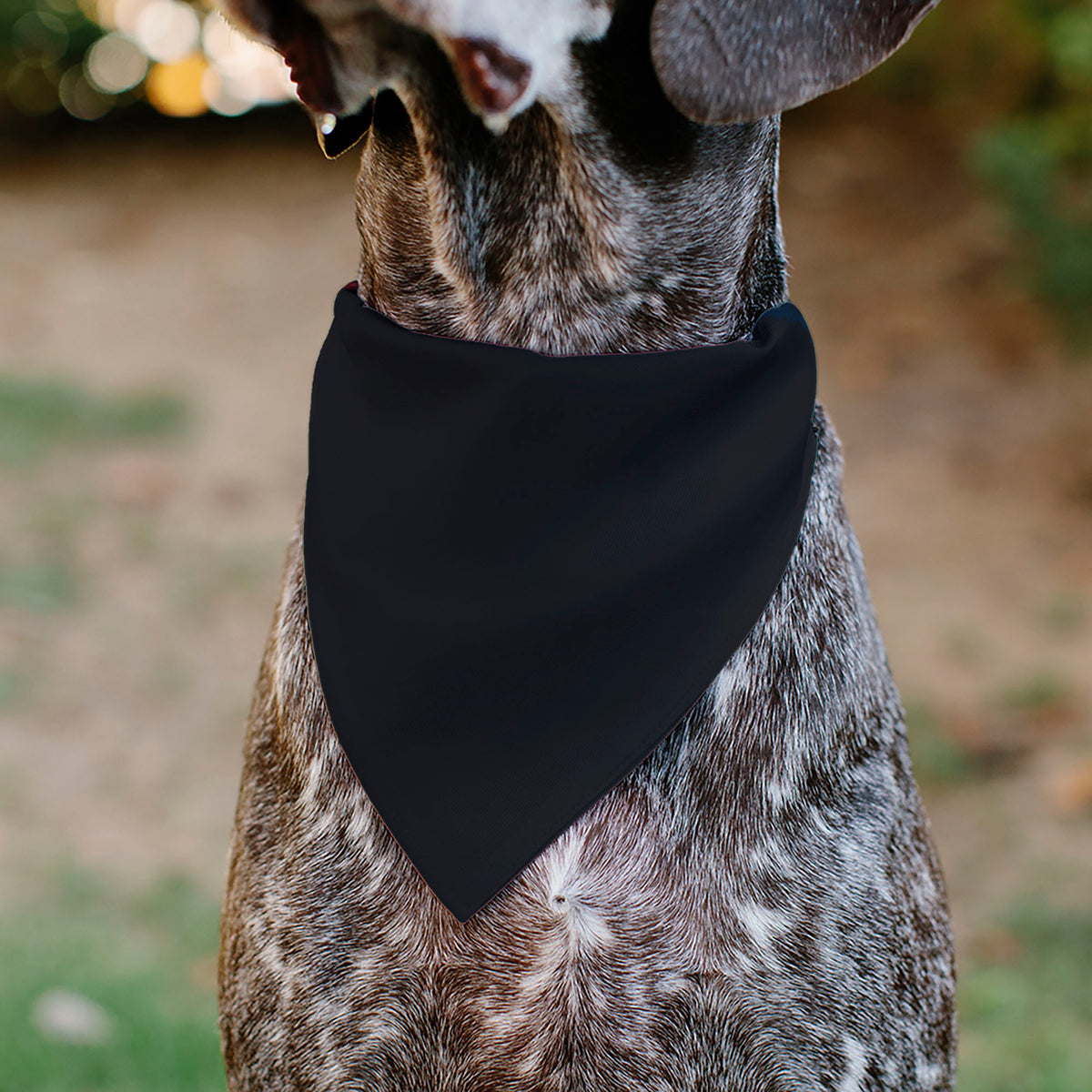 Pet Bandana - FORD Script Americana Stars and Stripes Weathered Red/White/Blue Pet Bandanas Ford