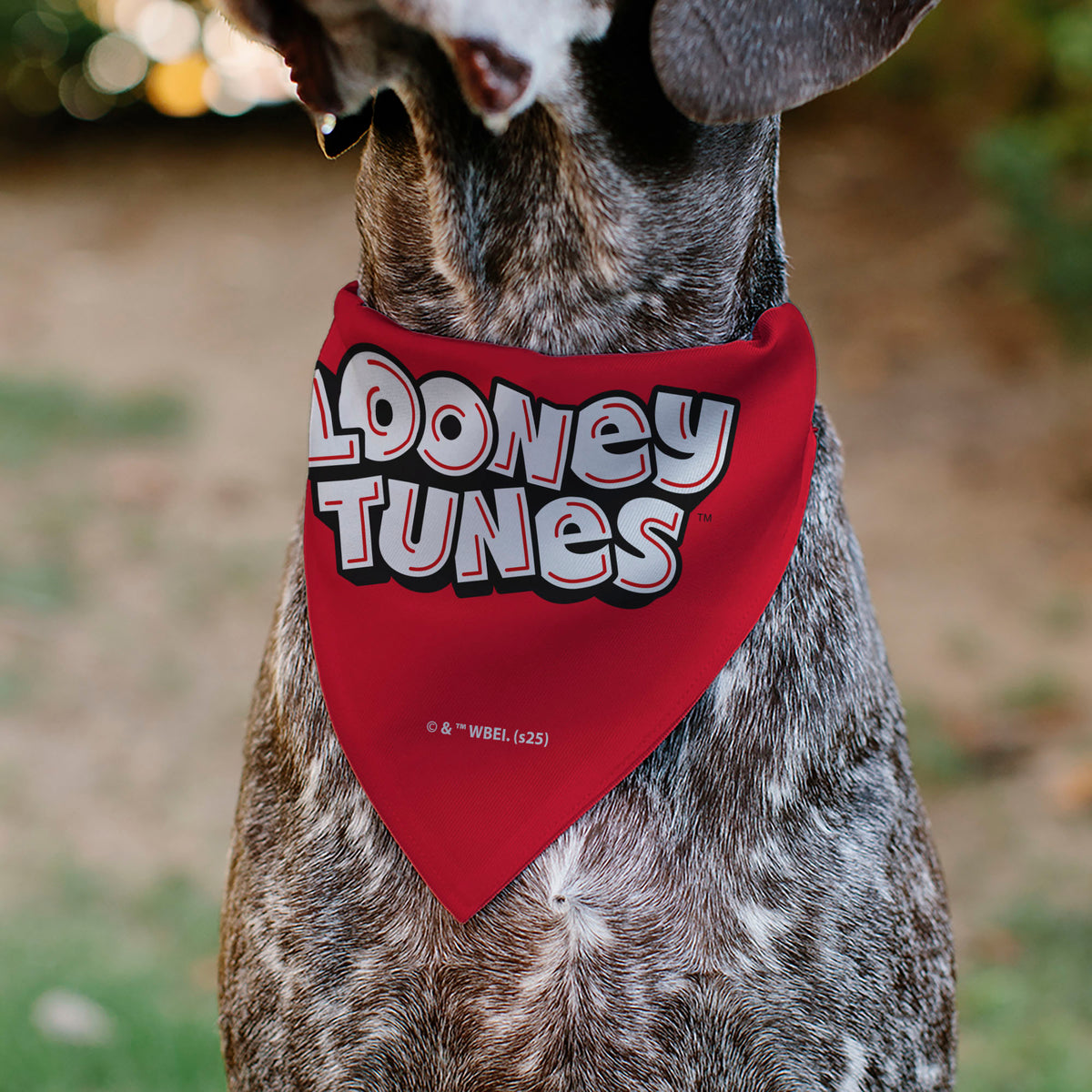 Pet Bandana - LOONEY TUNES Five Character Target Close-Up Pose Red Pet Bandanas Looney Tunes